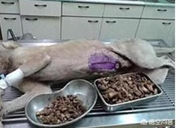 巧克力对于狗来说是致命的吗:饲养狗狗时，有哪些禁区不能犯？
