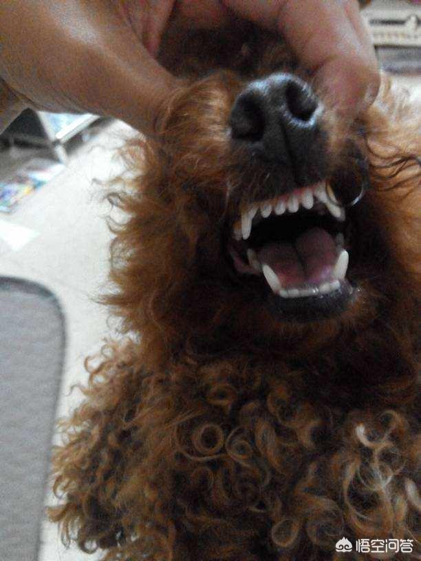 最悲伤的狗:在养泰迪犬的过程中，狗狗的哪些行为会让主人伤心呢？ 最悲伤的狗狗视频
