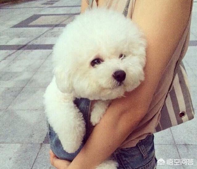 中国德牧网:小德牧很喜欢叫怎么办？如何训练它？