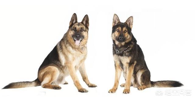 英国斗牛犬会看家吗:想养一只看家犬，有什么好的推荐？