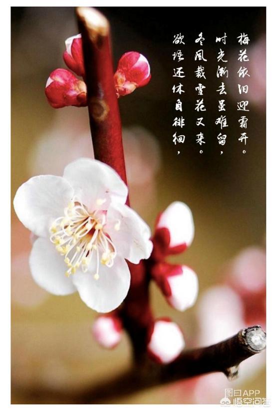 朋友圈图片编辑:如何给一张图片添加上诗词，并发布到朋友圈呢？(朋友圈图片怎样发朋友圈)