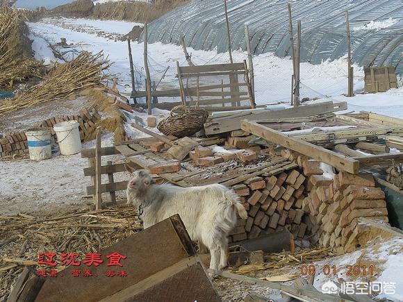 昆莱小雪人 刷小艺:东北人是怎样生活的，平时是吃些什么食物，冬天又是怎么过？
