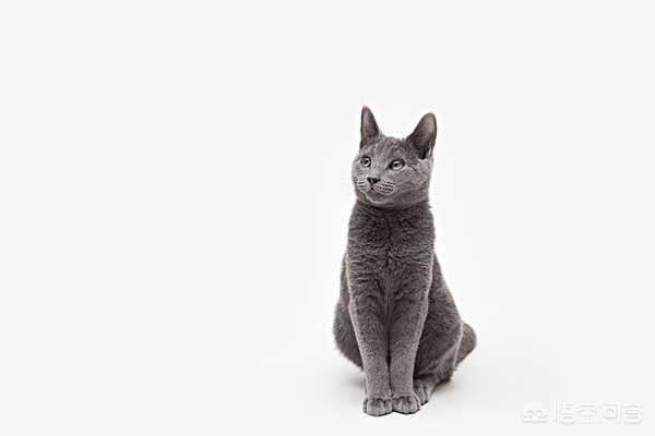 俄罗斯蓝猫:俄罗斯蓝猫和布偶猫哪个好养一点？