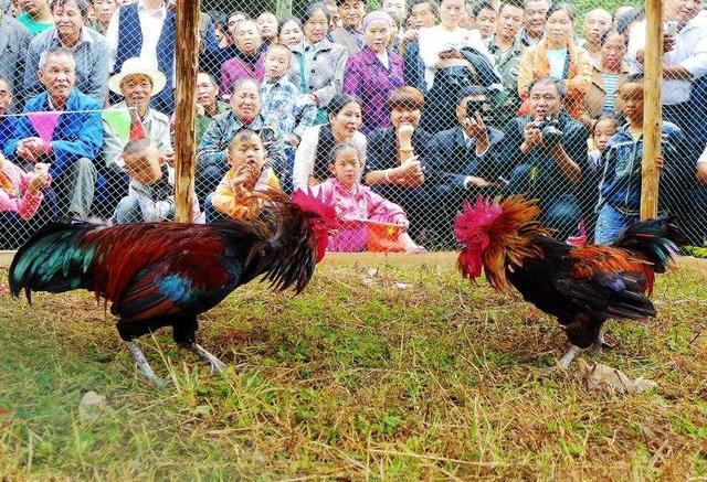 河南农村庙会斗狗现场视频直播:农村小伙想养斗鸡供应酒店食用，有销路吗？