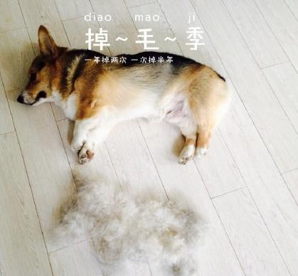 比熊一般多大开始爆毛，柯基犬什么时候掉毛最严重掉毛严重时要注意什么