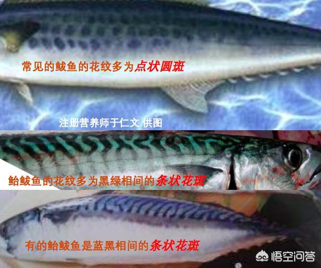 青岛海鱼都有哪些品种图片:青岛美食，鲅鱼与鲐鲅鱼之争，到底该如何区分呢？