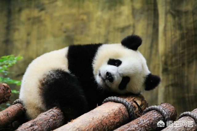 动物园为什么不让熊猫吃肉，为什么熊猫直播平台关闭了