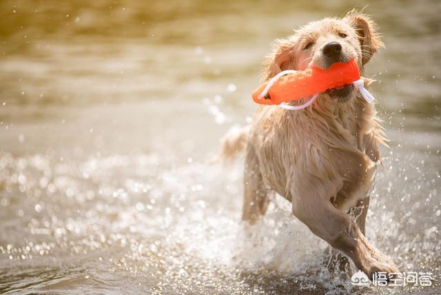 金毛犬的喂养:金毛喝羊奶粉，要喝到多大？