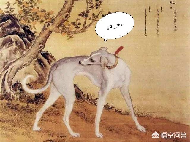 细犬:中国细犬到底是什么样的？滑条是细犬吗？