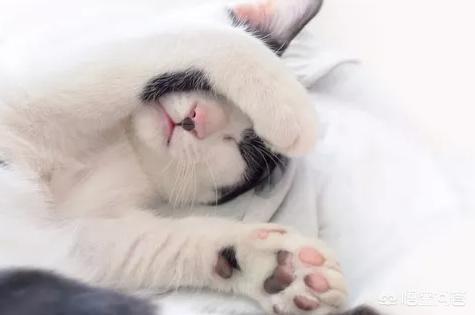 20_10_猫眼膜遮住眼睛:猫咪为什么会在睡觉的时候用爪爪盖住眼睛呢？
