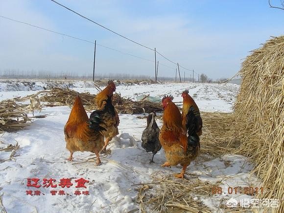 昆莱小雪人 刷小艺:东北人是怎样生活的，平时是吃些什么食物，冬天又是怎么过？