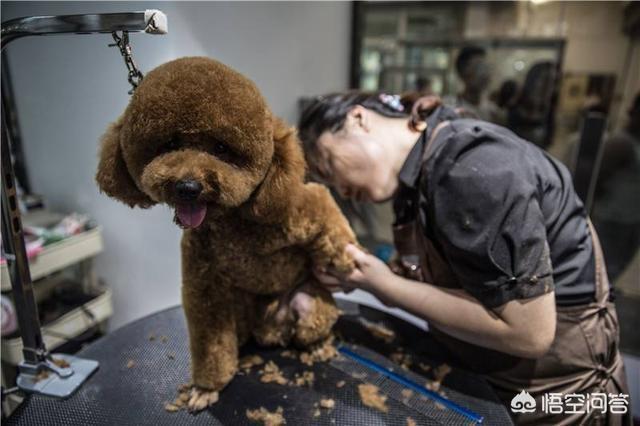 日系泰迪美容教程优酷:怎么让自己的泰迪犬变成人人都欢迎的狗狗？