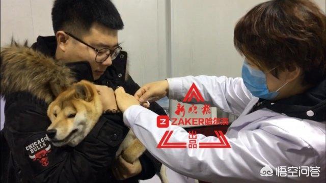 哈尔滨市养犬办公事:想从哈尔滨带宠物坐飞机，都需要准备什么？