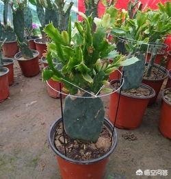 嫁接的意思:嫁接令箭荷花与不嫁接有什么区别？
