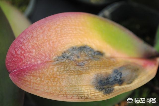 刚种的小叶桢楠树苗叶子发蔫:栀子花叶子蔫了如何补救？日常如何养护？