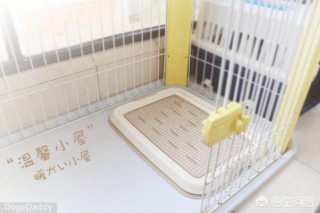 狗狗101柴犬训练:如何正确饲养柴犬？养柴犬需要注意一些什么地方？