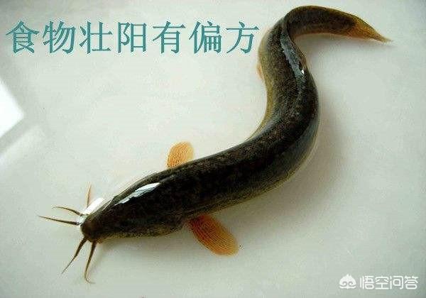泥鳅可以壮阳吗，“泥鳅”=“平民海参”真的有营养吗？那么脏能吃吗？