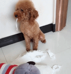 实拍泰迪狗狗罚站视频:如果泰迪犬犯错，会有什么表现？
