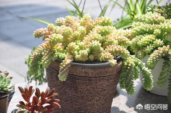 番杏科肉锥花属多肉植物:番杏科多肉植物图鉴 盆栽多肉四海波应该怎么养护？怎么样才能让其开花？