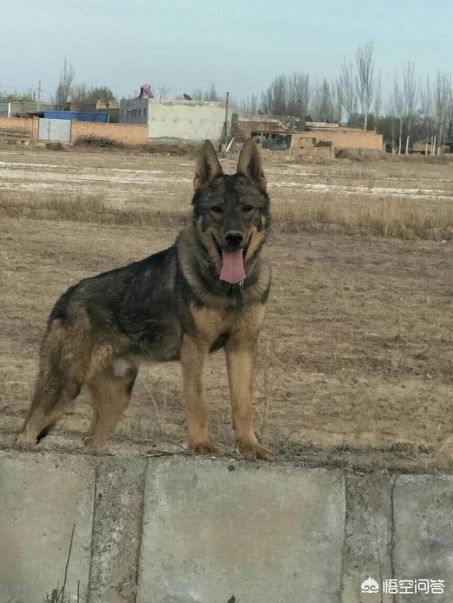 搜救犬阿虎:搜救犬阿虎的片头曲 无所不能的搜救犬是如何训练成的？