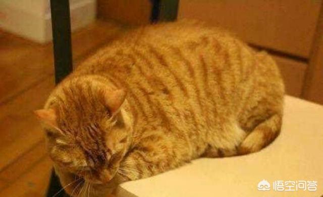 橘猫 花狸猫:橘猫和黄狸猫有什么区别呢？ 橘猫和花狸猫有什么区别