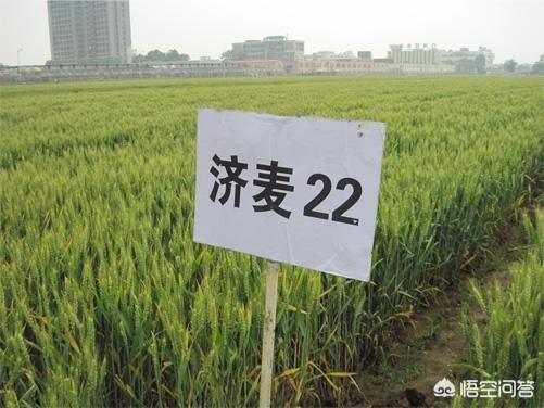 你好：现在济麦22小麦种多少钱一斤，亩播种量是多少斤？