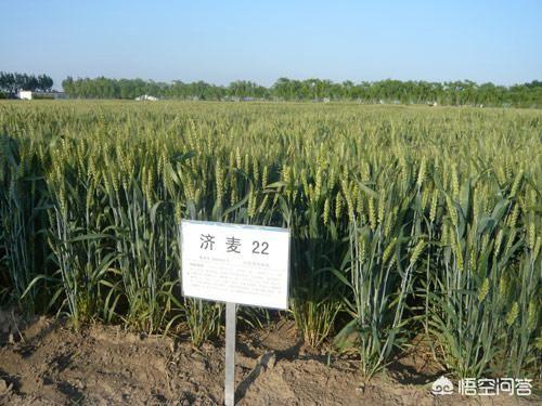 你好：现在济麦22小麦种多少钱一斤，亩播种量是多少斤？