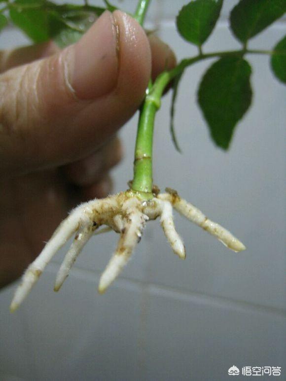 玫瑰花,绿萝,发财树,茶花,长寿花等) 花盆 泥土方法1扦插繁殖因为可以