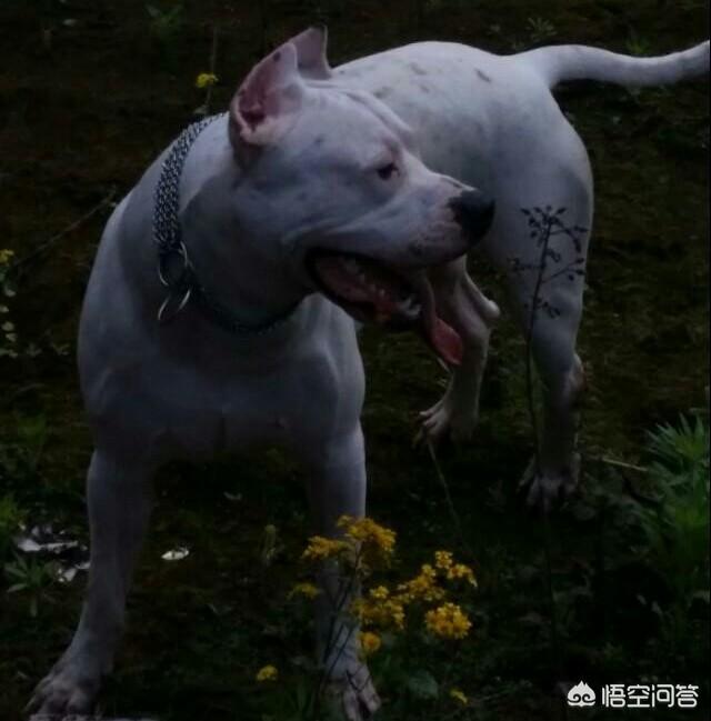 杜高犬vs藏獒秒杀比特精彩视频:藏獒vs杜高犬，谁会赢？ 杜高犬与藏獒打斗视频