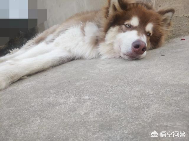 上海静安区各种宠物狗价格:养一只犬的月花销大概是多少？