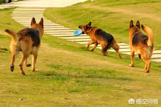 小德国牧羊犬训练视频:德牧怎么养才能让它最厉害，最自信？