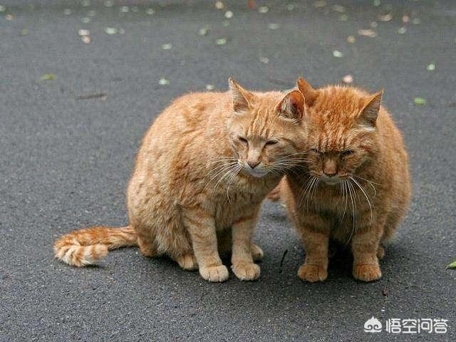 野猫的城市:城市里的流浪猫靠什么生存？