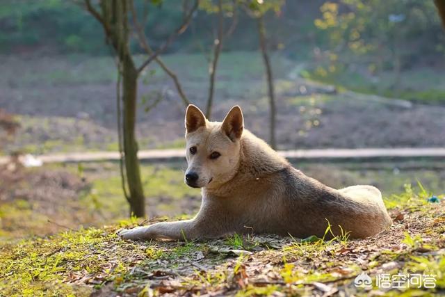 宠物经济崛起黄金周:中华田园犬会有“崛起”的一天吗？