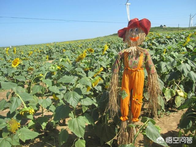 塑料对鸟类的危害:人工放置的蜂鸟喂食器，是否会对鸟类的健康造成危害？