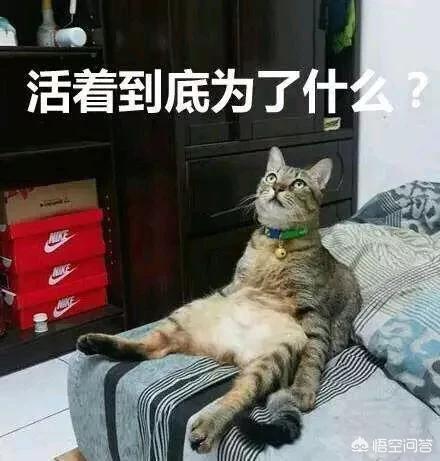 真正的虐猫群2018:主人打猫的时候猫怎么想？
