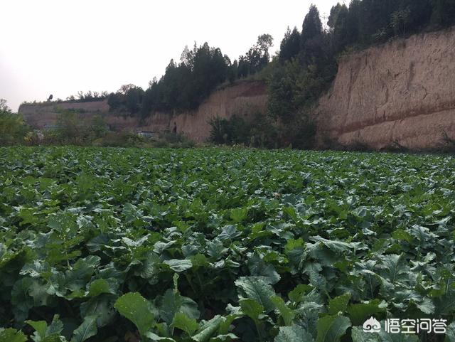 马加爵唯一放过的室友:碰到臭不要脸的舍友该怎么办