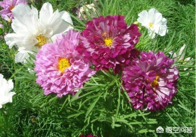 波斯菊图片:买花送了一袋波斯菊花子，该什么时间种植比较好？该怎么养护？