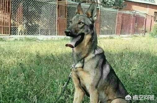 昆明犬图片:我国昆明犬的数量还多吗？主要分布在哪些地方？