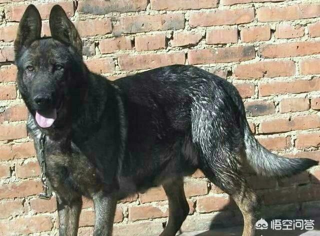 昆明犬图片:我国昆明犬的数量还多吗？主要分布在哪些地方？