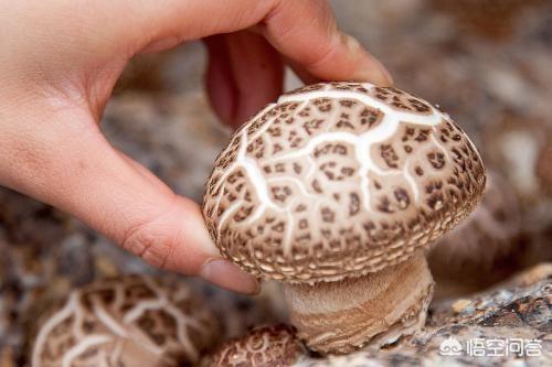 花菇的功效与作用，吃香菇、金针菇的好处有哪些？
