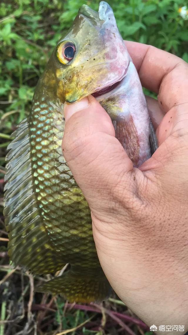 鸡肝猪肝钓胡子鱼视频:钓鱼，你所知道的最腥的饵是什么？怎么制作？