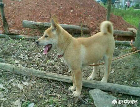 那种狗找山龟最好:旅游路上有条什么样的小狗陪伴合适？