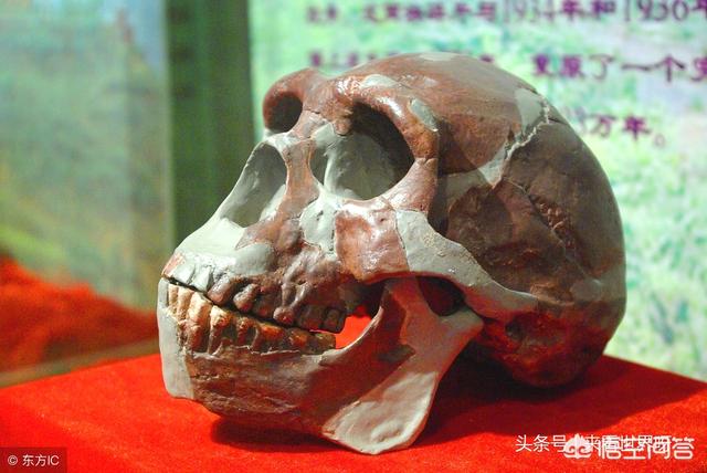 人死后可以變成化石嗎？