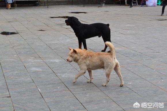 中华田园犬之西默默:低价的中华田园犬，值得喂养吗？为什么？