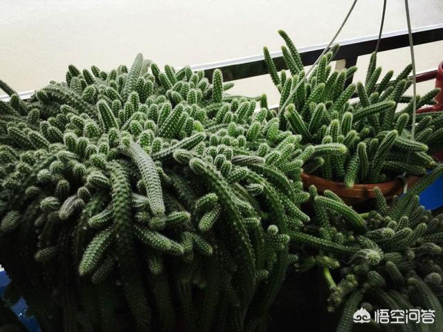 小型观花植物:想在小阳台养些花草，有哪些漂亮又不用照顾的品种推荐？