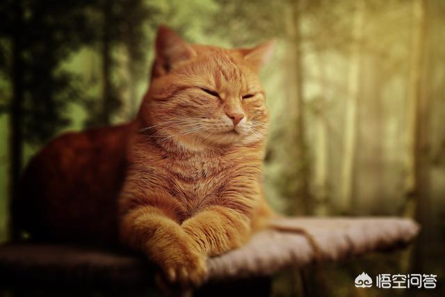 哪种猫容易有泪痕:七个月的猫有泪痕，该怎么办？