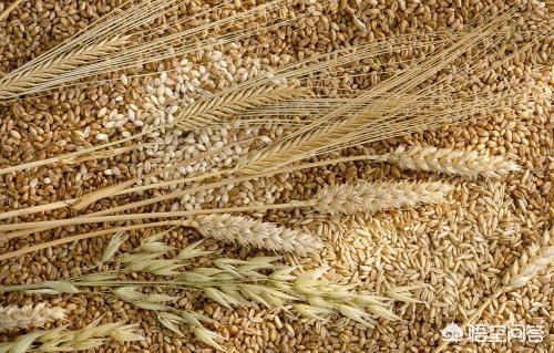 2020年小麦价格如何？