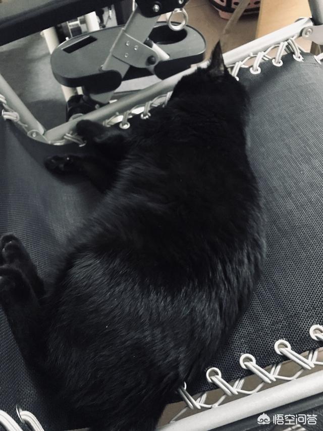 ciao猫零食是毒粮吗:猫咪太瘦吃哪款猫粮比较好? 需要注意什么？