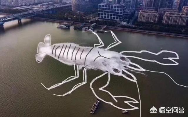 渔民被困钱塘江:南京长江上哪里可以观测到江豚？