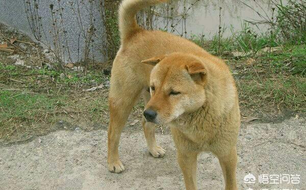 中华田园犬智商怎么样:为什么一些人不喜欢养土狗，土狗聪明吗？